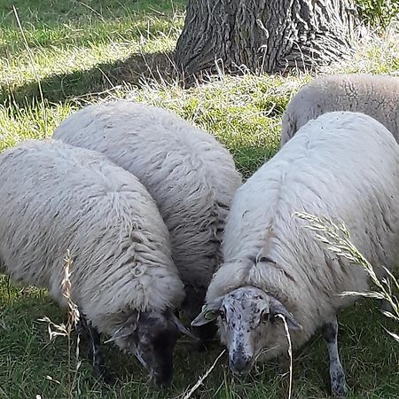 Tuinhuis Lutjewinkel Exteriör bild