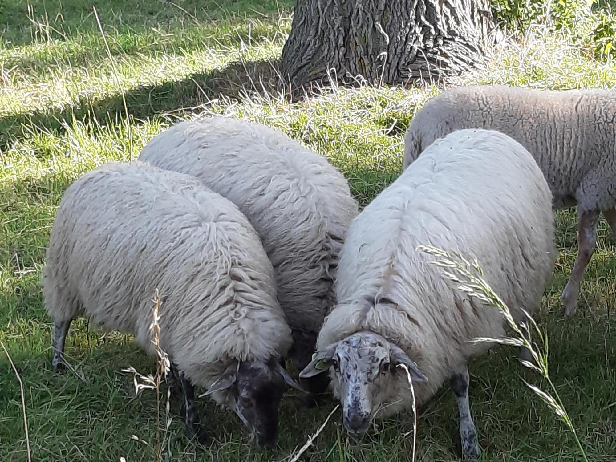 Tuinhuis Lutjewinkel Exteriör bild