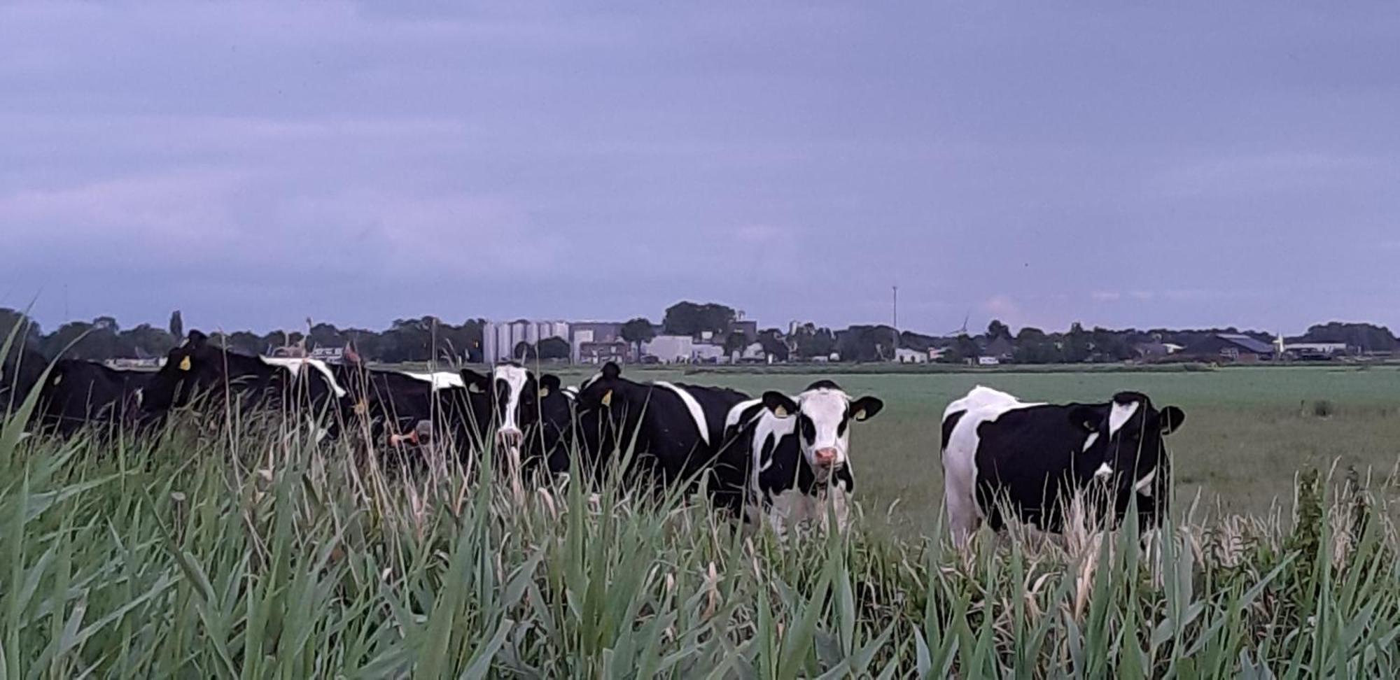 Tuinhuis Lutjewinkel Exteriör bild
